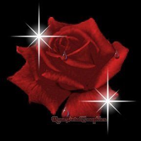 This rose is wicked!!! -  Animals - 